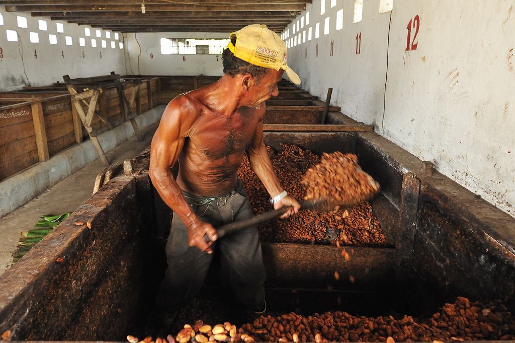Umschichten der Kakaobohnen während der Fermentation