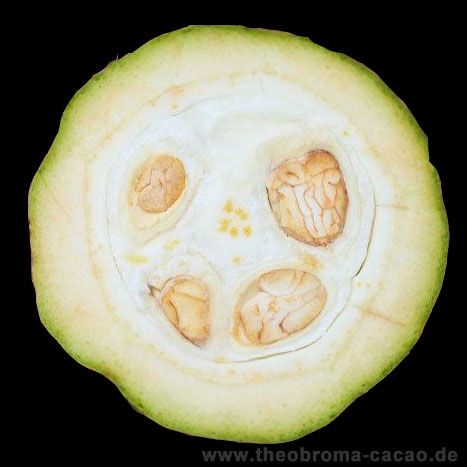 Querschnitt frische Kakaofrucht mit frischen Kakaobohnen.