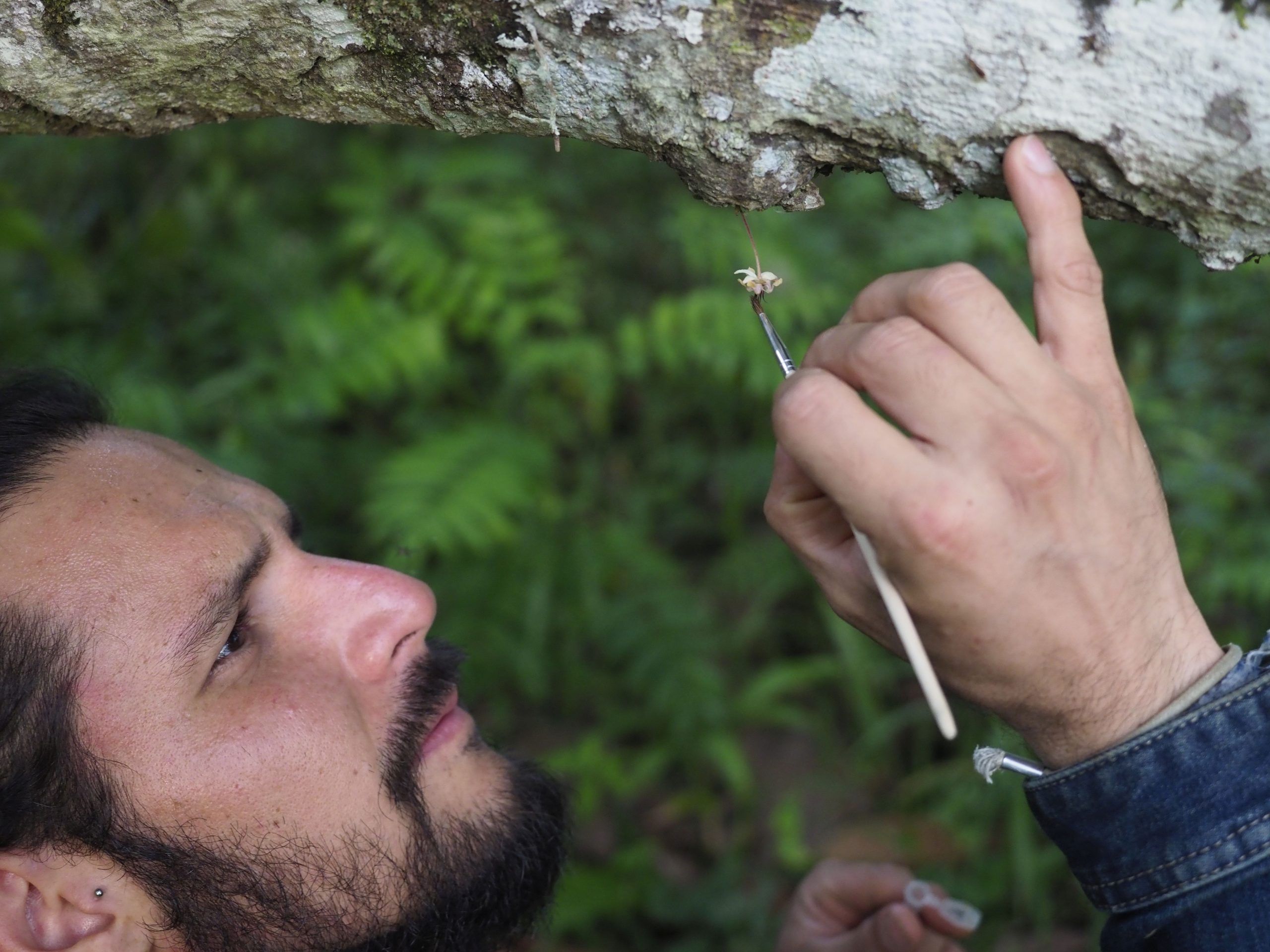 Manuel Toledo bei der Handbestäubung einer Kakaoblüte., Universität Göttingen, Manuel Toledo (Foto: Universität Göttingen) Manuel Toledo bei der Handbestäubung einer Kakaoblüte., Universität Göttingen, Manuel Toledo (Foto: Universität Göttingen)