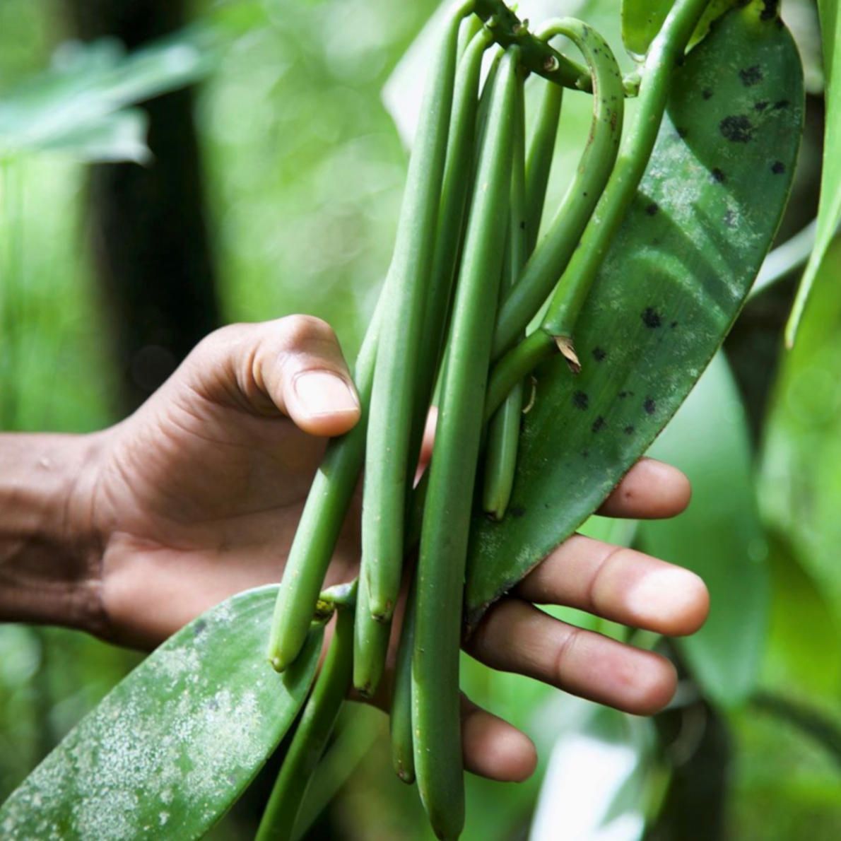Grüne Vanille vor der Ernte. Grüne Vanille vor der Ernte.