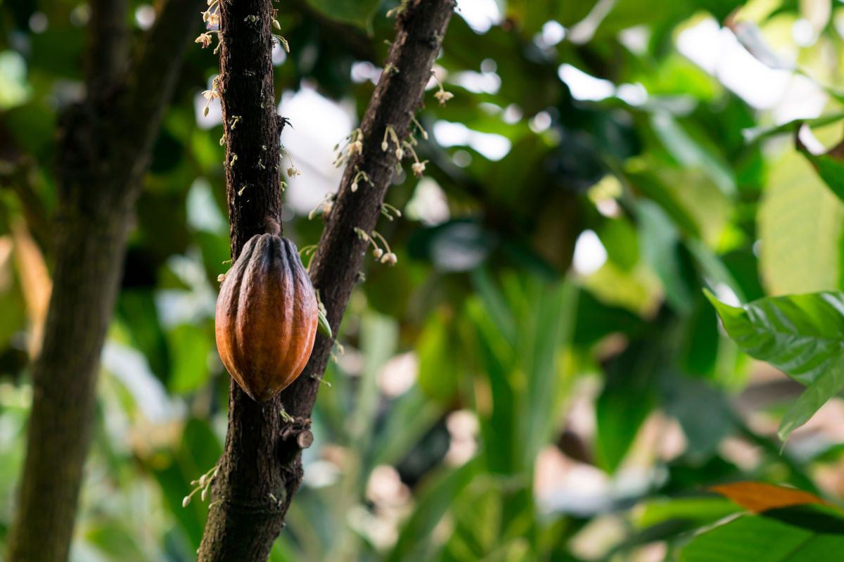 Kakaostamm mit Blüten und Kakaofrucht Kakaostamm mit Blüten und Kakaofrucht