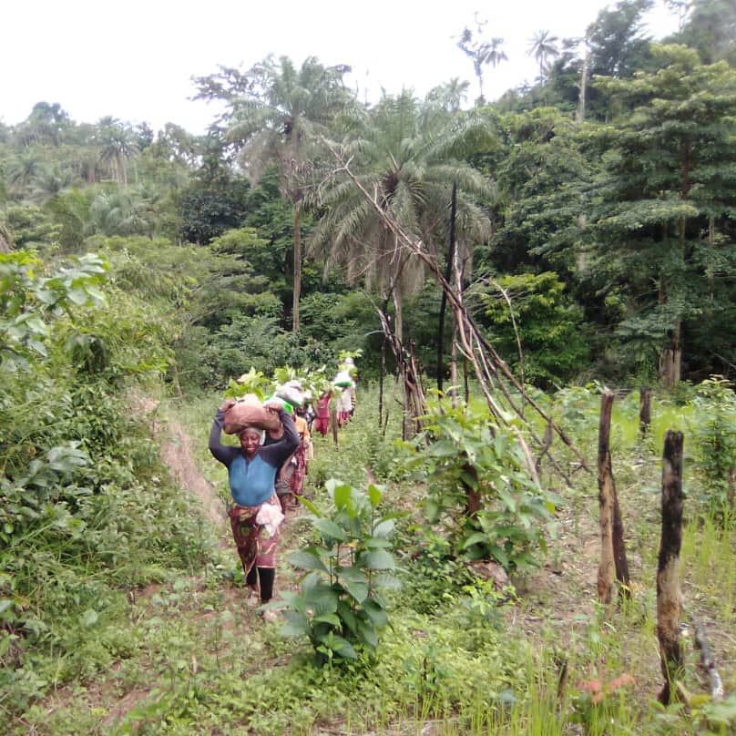 Kakaoanbau in Sierra Leone - ADORE Projekt Kakaoanbau in Sierra Leone - ADORE Projekt