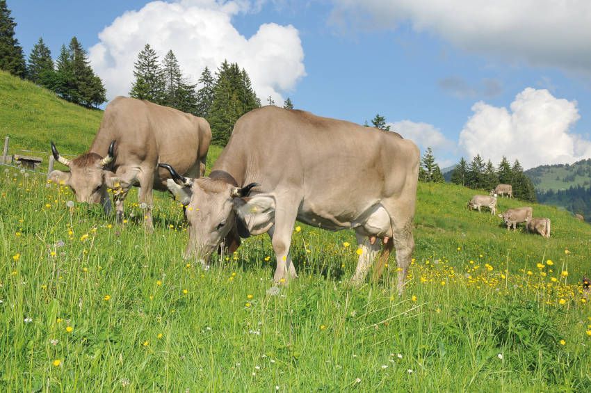 Milchkühe auf einer Wiese in der Biosphäre Entlebuch Milchkühe auf einer Wiese in der Biosphäre Entlebuch