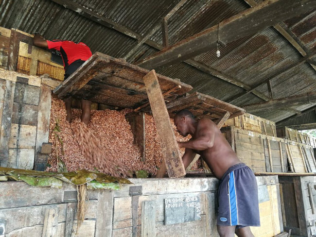 Kisten-Fermentation bei Chocolat Madagascar