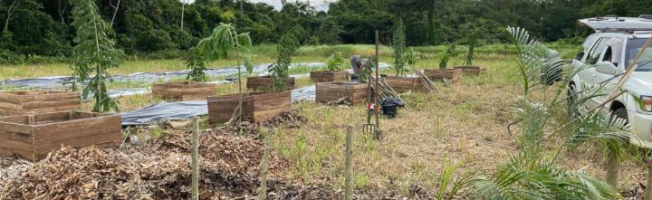 Erste Pflanzungen in Holzkisten für ein höheres Pflanzlevel